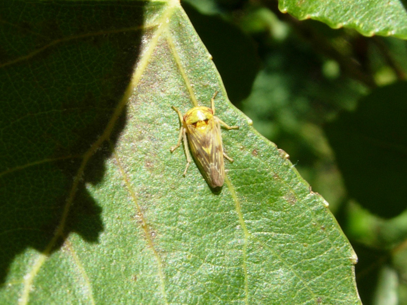 Cicadellidae, Issidae, Aphrophoridae .....